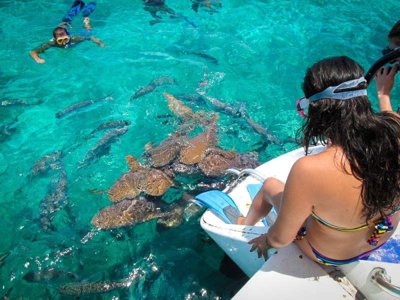 Shark Ray Alley snorkel